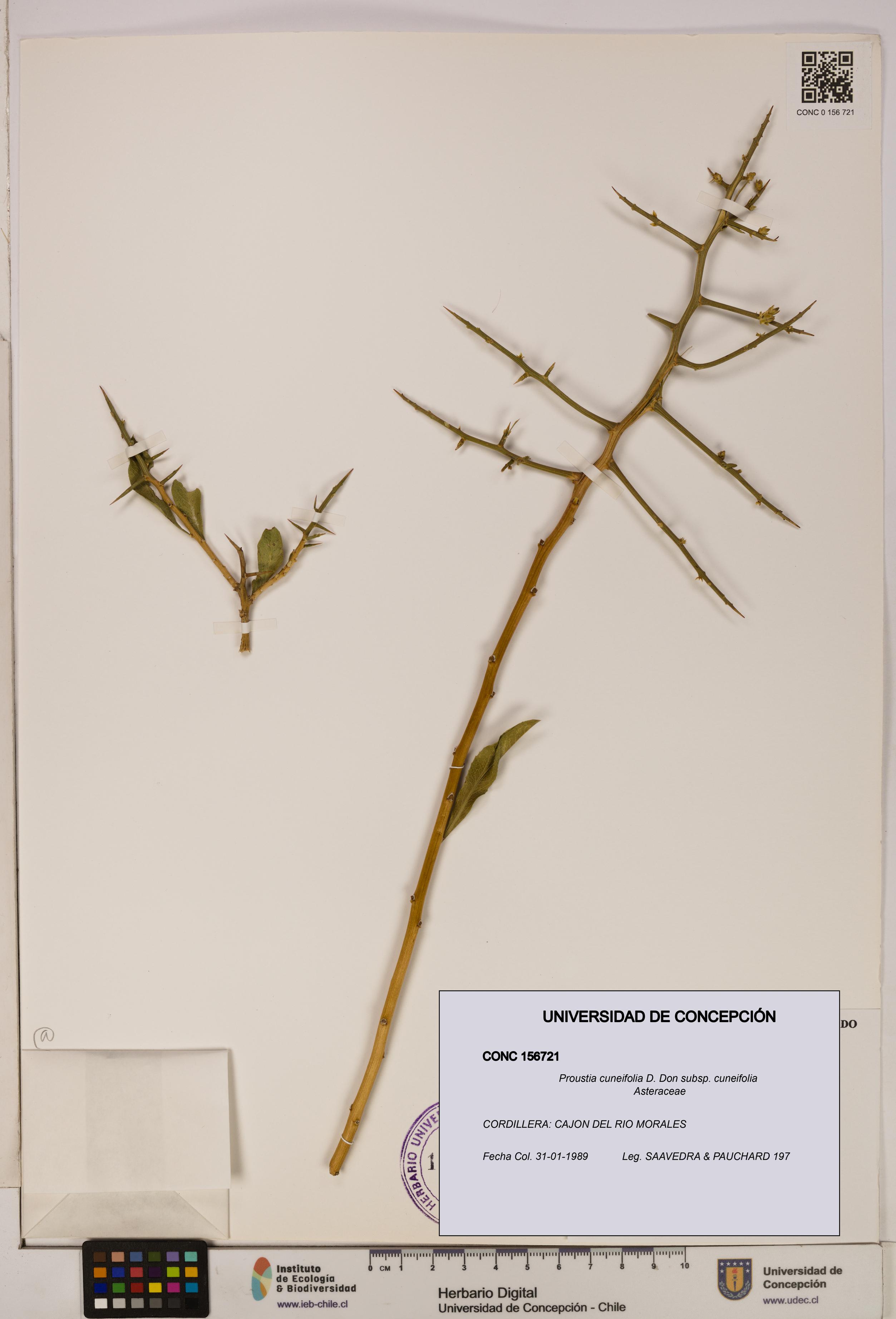 Proustia cuneifolia subsp. cuneifolia [Espécimen: UDEC:CONC:0156721]