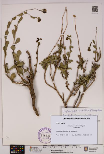 Haplopappus undulatus [Espécimen: UDEC:CONC:0156723]