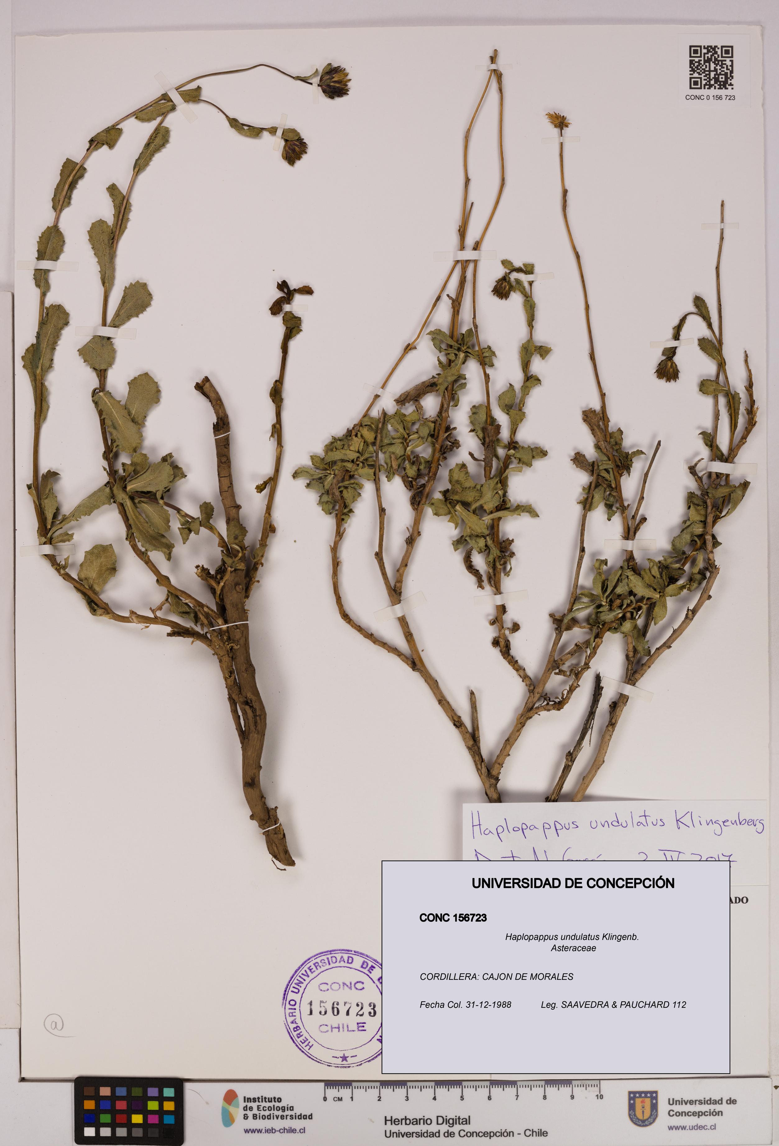 Haplopappus undulatus [Espécimen: UDEC:CONC:0156723]