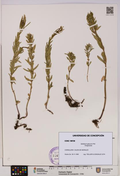 Epilobium glaucum [Espécimen: UDEC:CONC:0156728]