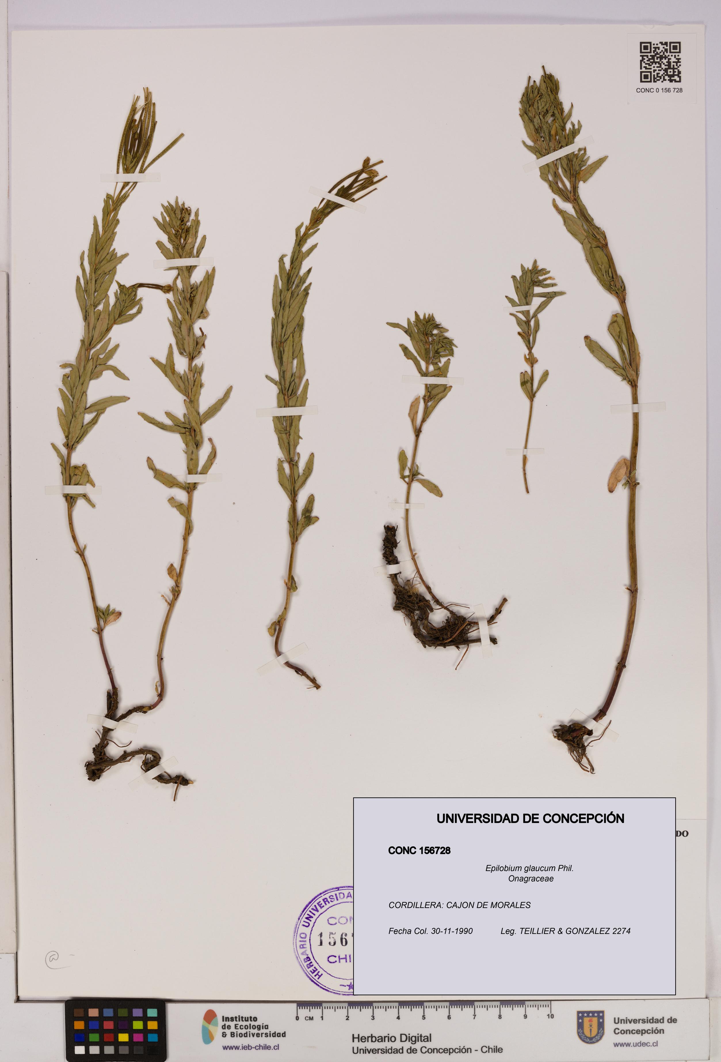 Epilobium glaucum [Espécimen: UDEC:CONC:0156728]
