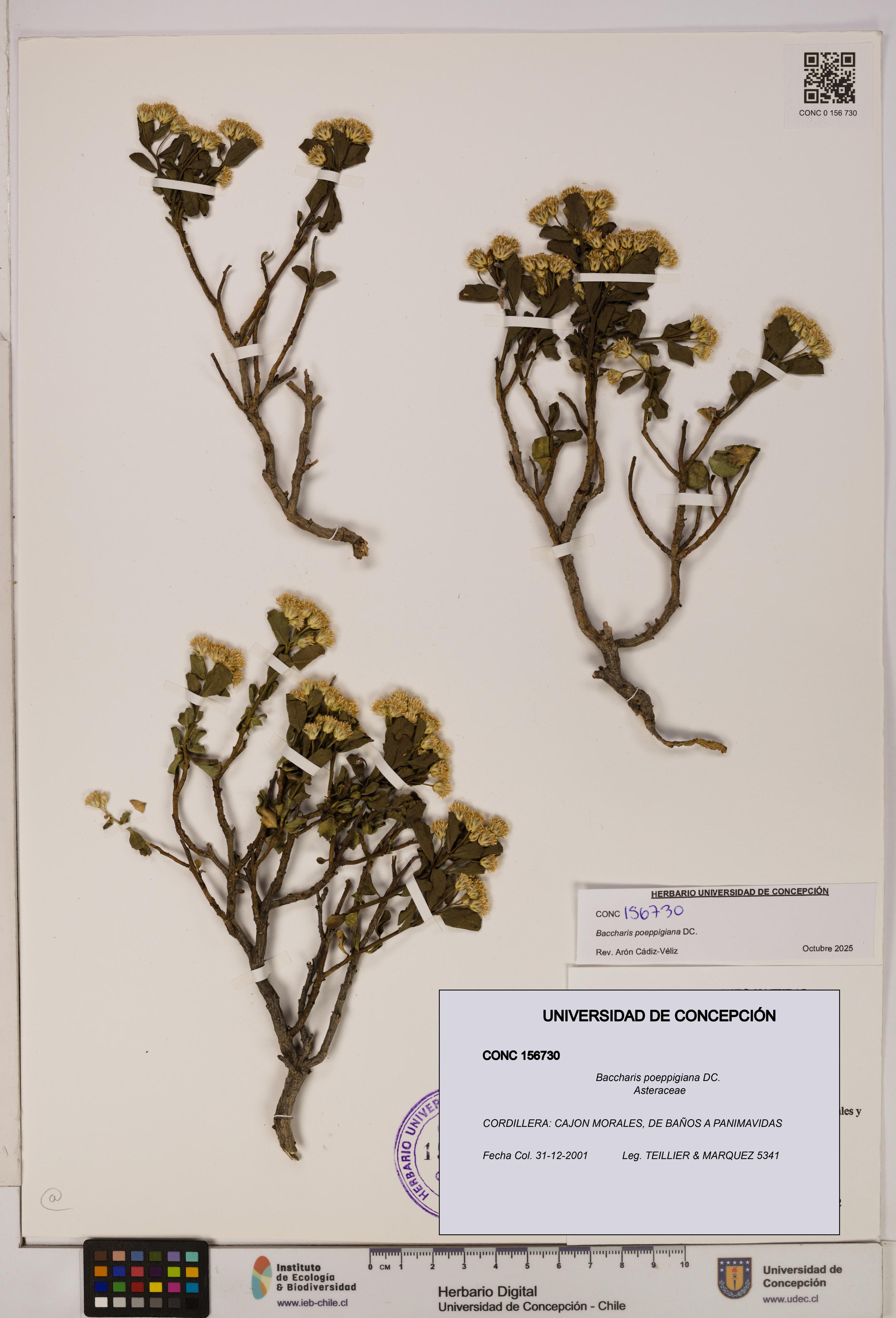 Baccharis poeppigiana [Espécimen: UDEC:CONC:0156730]