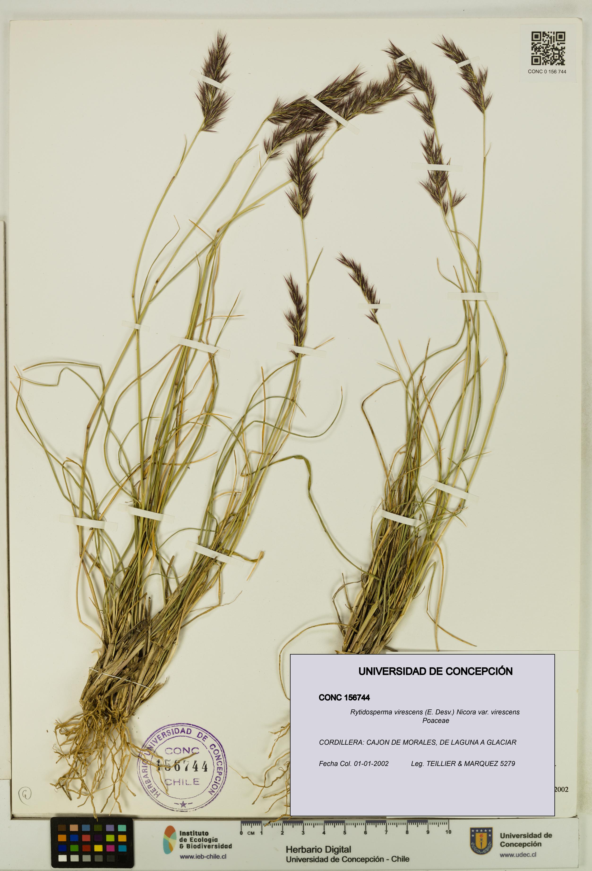 Rytidosperma virescens var. virescens [Espécimen: UDEC:CONC:0156744]