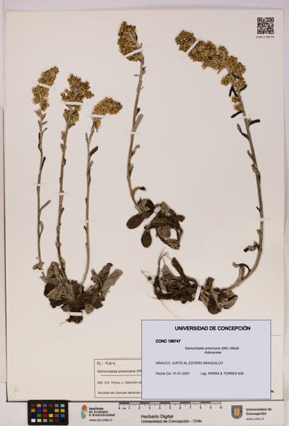 Gamochaeta americana [Espécimen: UDEC:CONC:0156747]