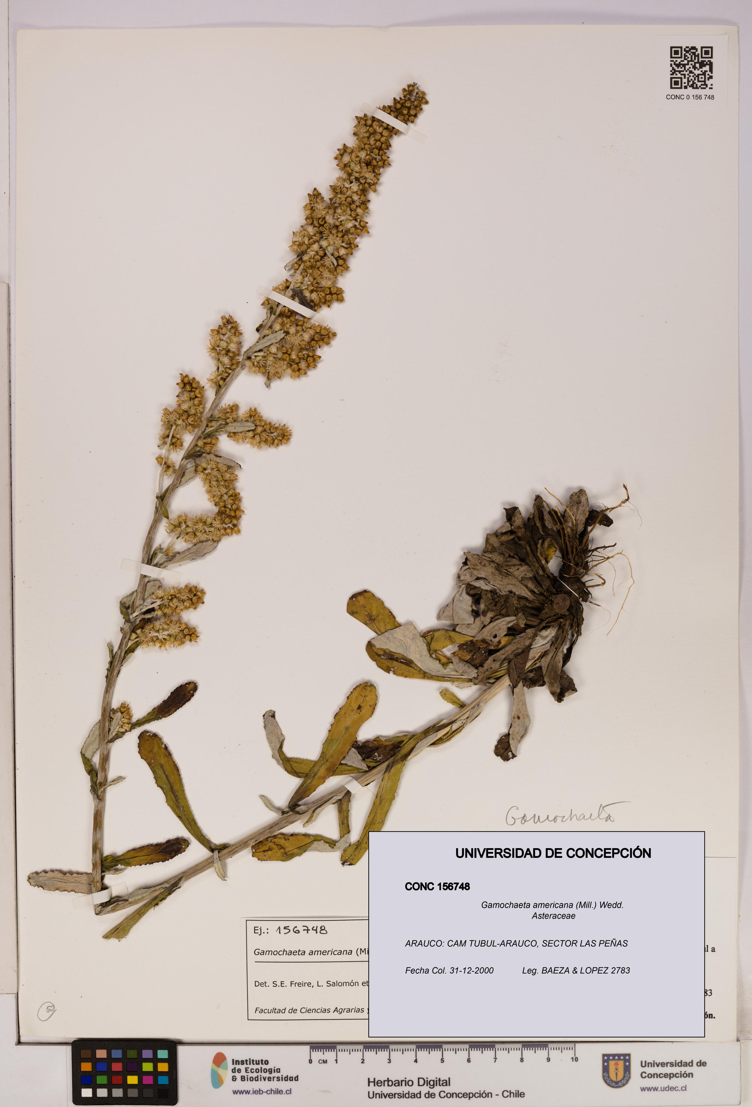 Gamochaeta americana [Espécimen: UDEC:CONC:0156748]