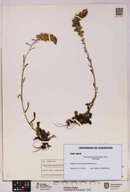 Gamochaeta americana [Espécimen: UDEC:CONC:0156749]