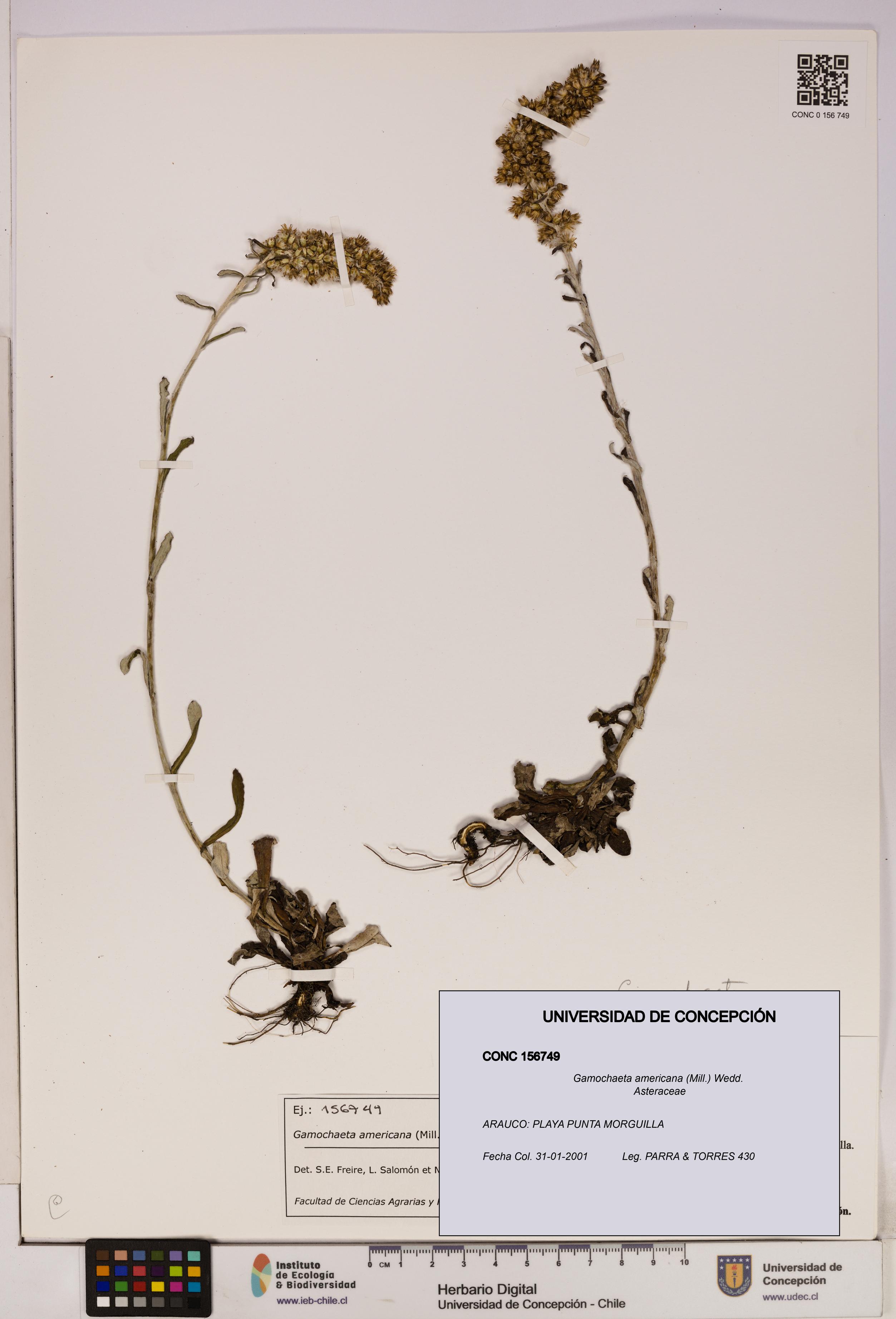 Gamochaeta americana [Espécimen: UDEC:CONC:0156749]