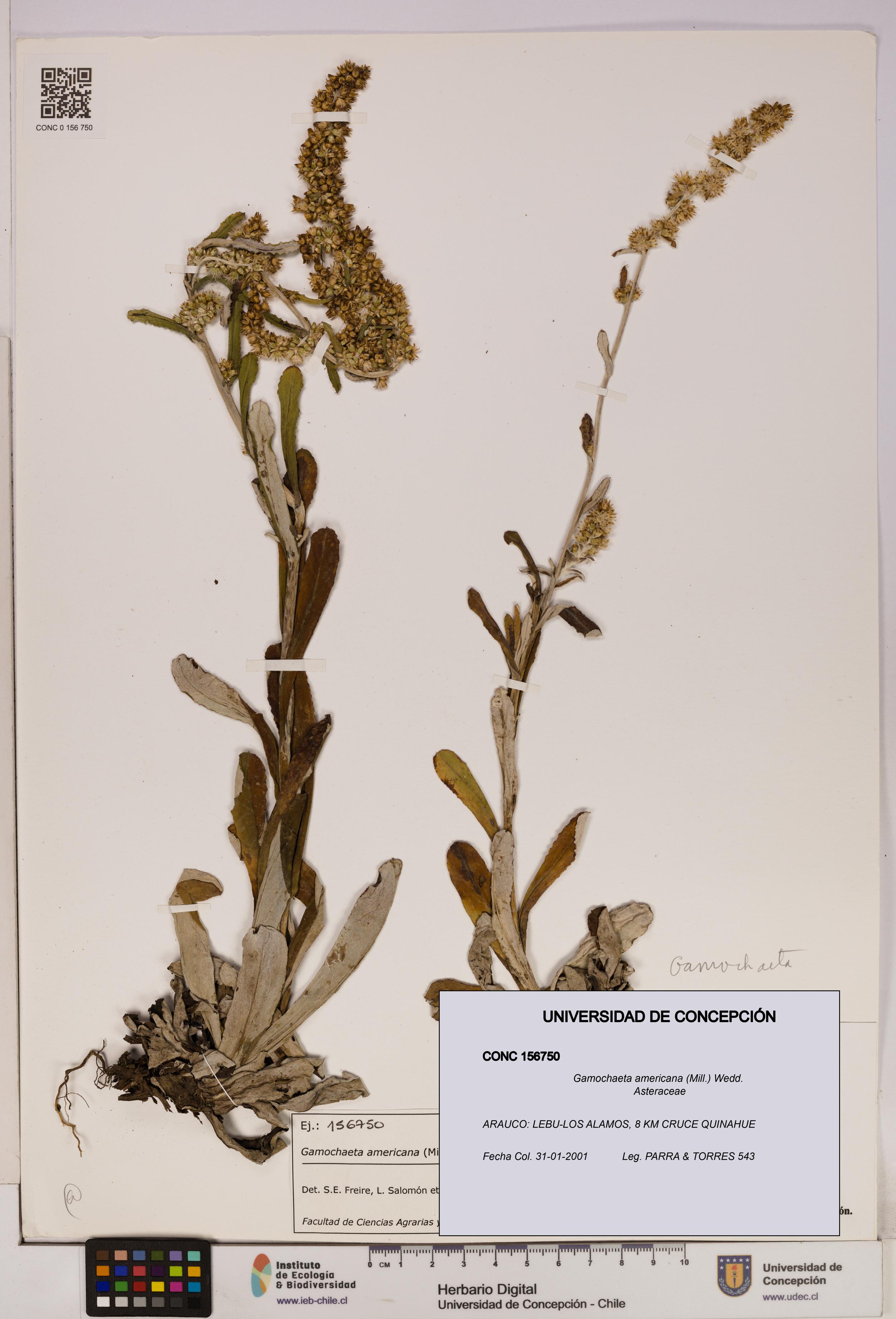 Gamochaeta americana [Espécimen: UDEC:CONC:0156750]