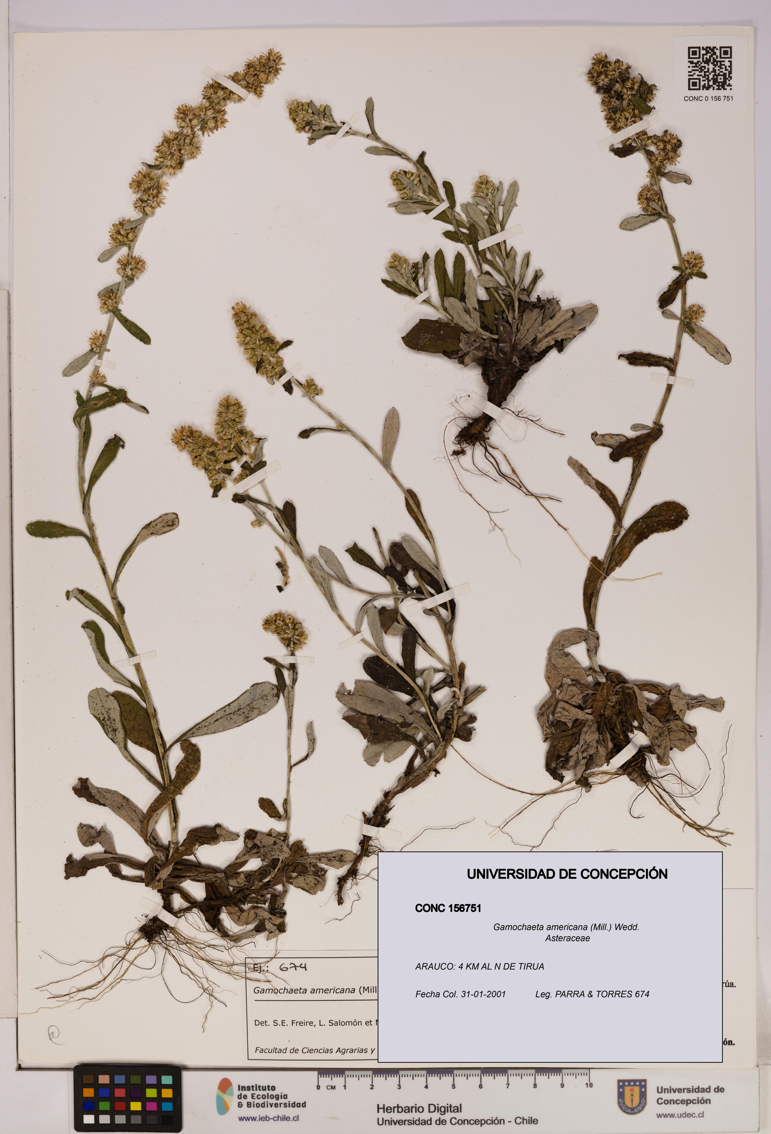 Gamochaeta americana [Espécimen: UDEC:CONC:0156751]