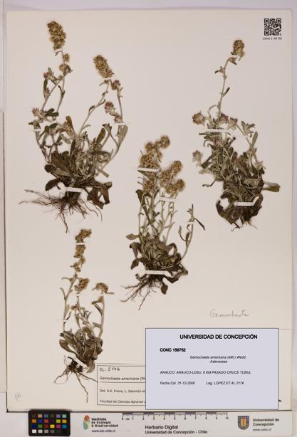 Gamochaeta americana [Espécimen: UDEC:CONC:0156752]