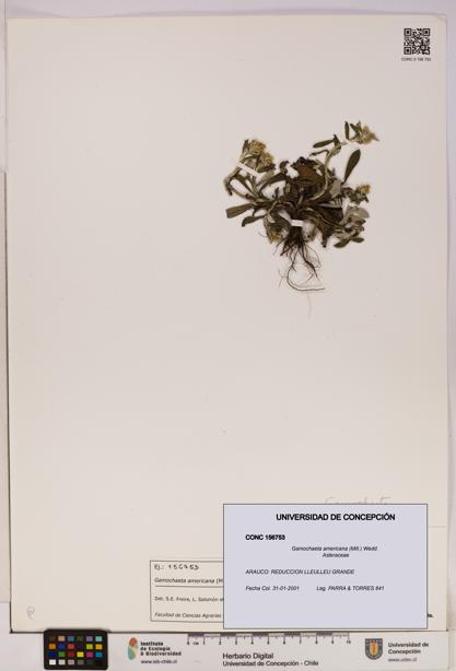 Gamochaeta americana [Espécimen: UDEC:CONC:0156753]