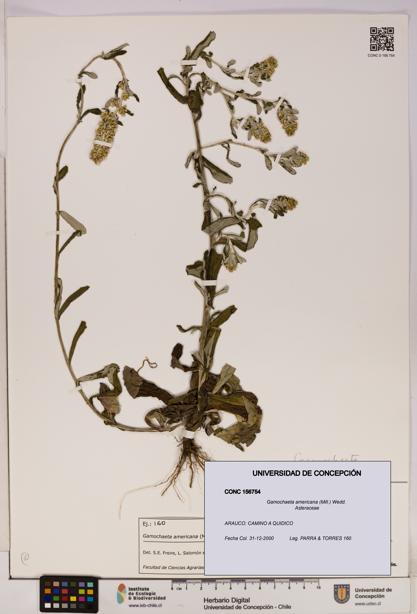 Gamochaeta americana [Espécimen: UDEC:CONC:0156754]