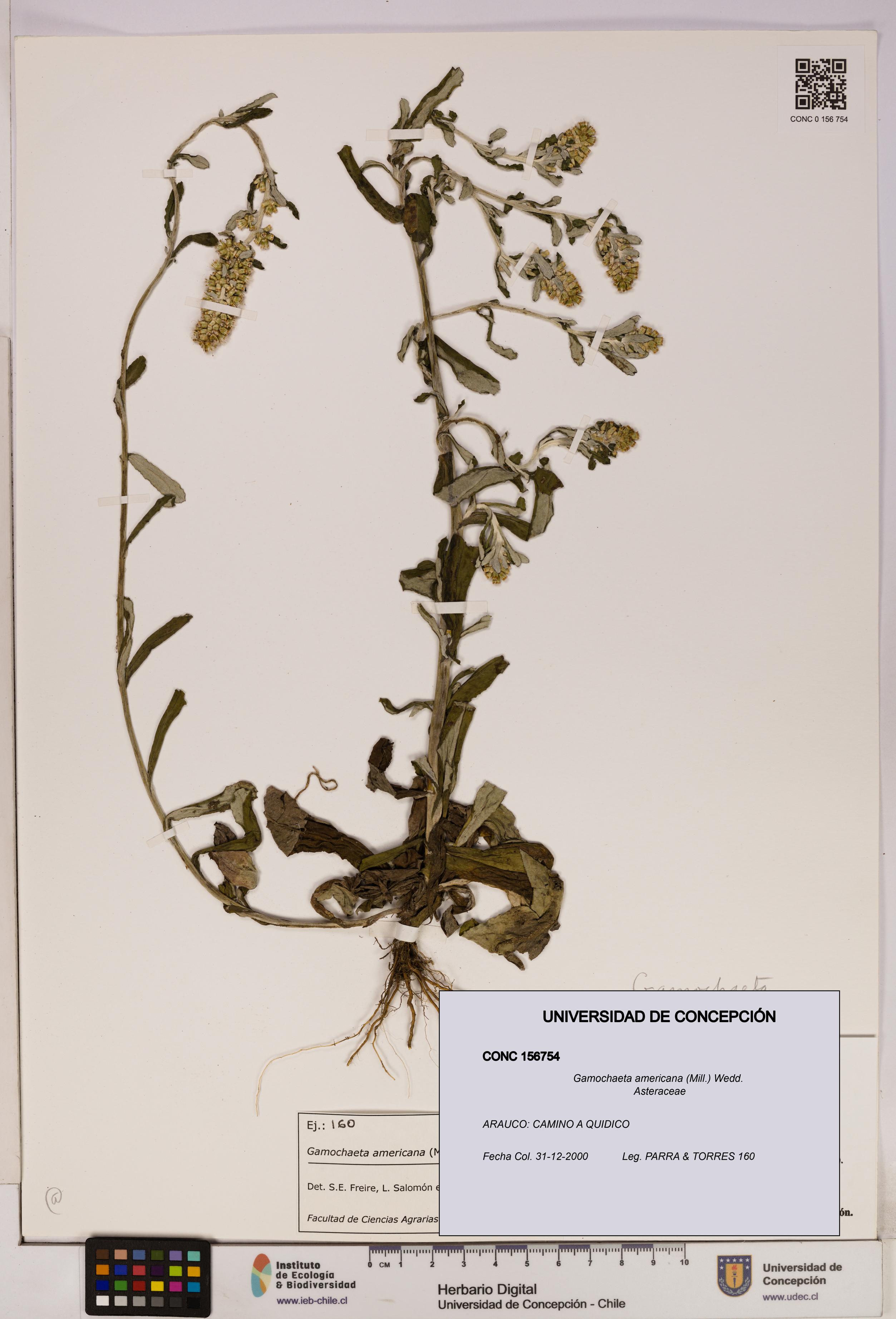 Gamochaeta americana [Espécimen: UDEC:CONC:0156754]