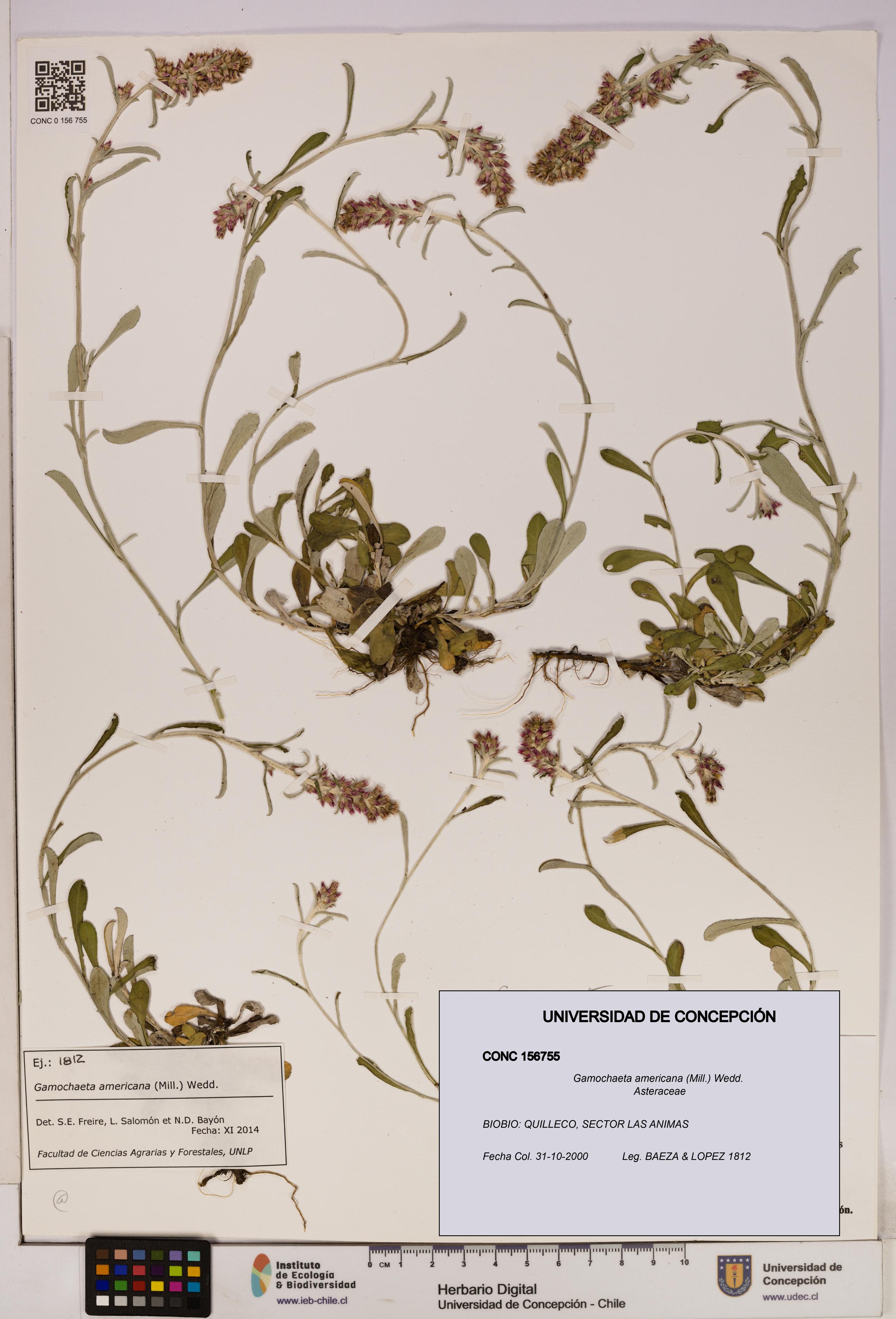 Gamochaeta americana [Espécimen: UDEC:CONC:0156755]