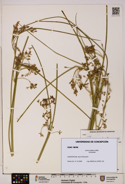Juncus balticus [Espécimen: UDEC:CONC:0156790]