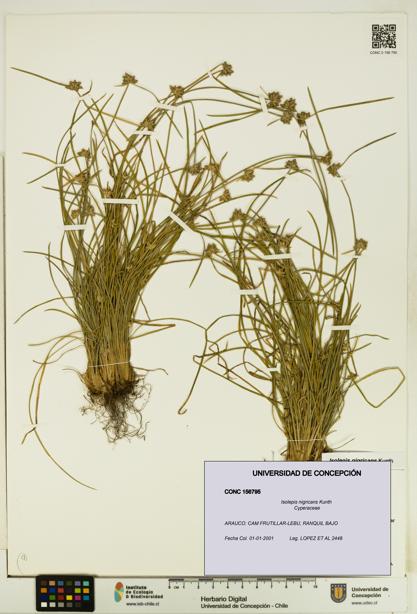 Isolepis nigricans [Espécimen: UDEC:CONC:0156795]