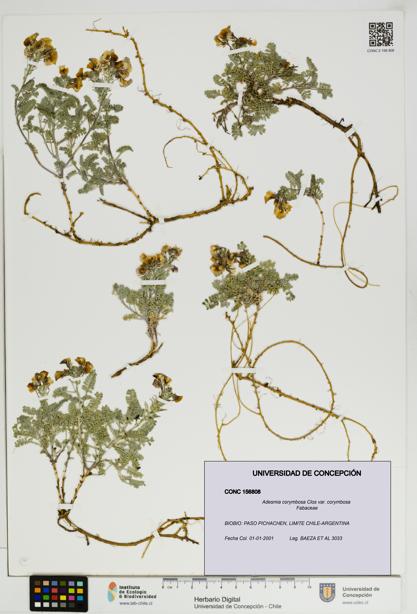 Adesmia corymbosa var. corymbosa [Espécimen: UDEC:CONC:0156808]