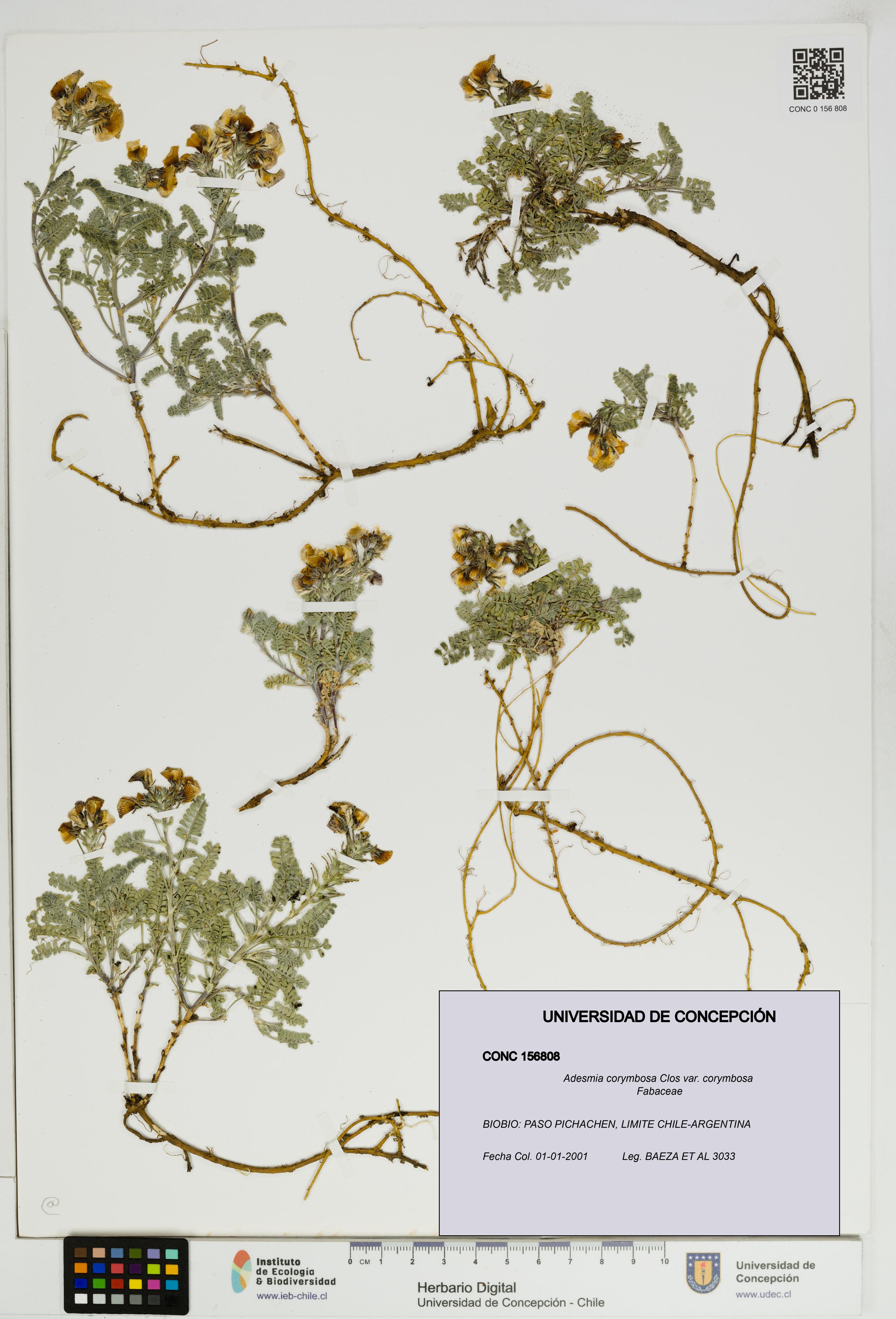 Adesmia corymbosa var. corymbosa [Espécimen: UDEC:CONC:0156808]