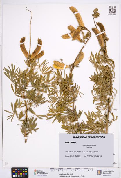 Lupinus arboreus [Espécimen: ]