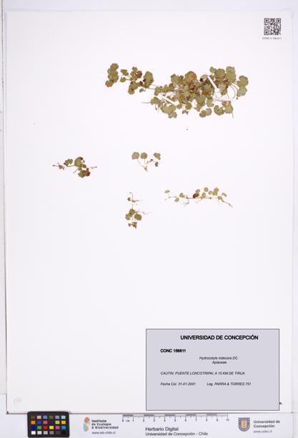 Hydrocotyle indecora [Espécimen: ]