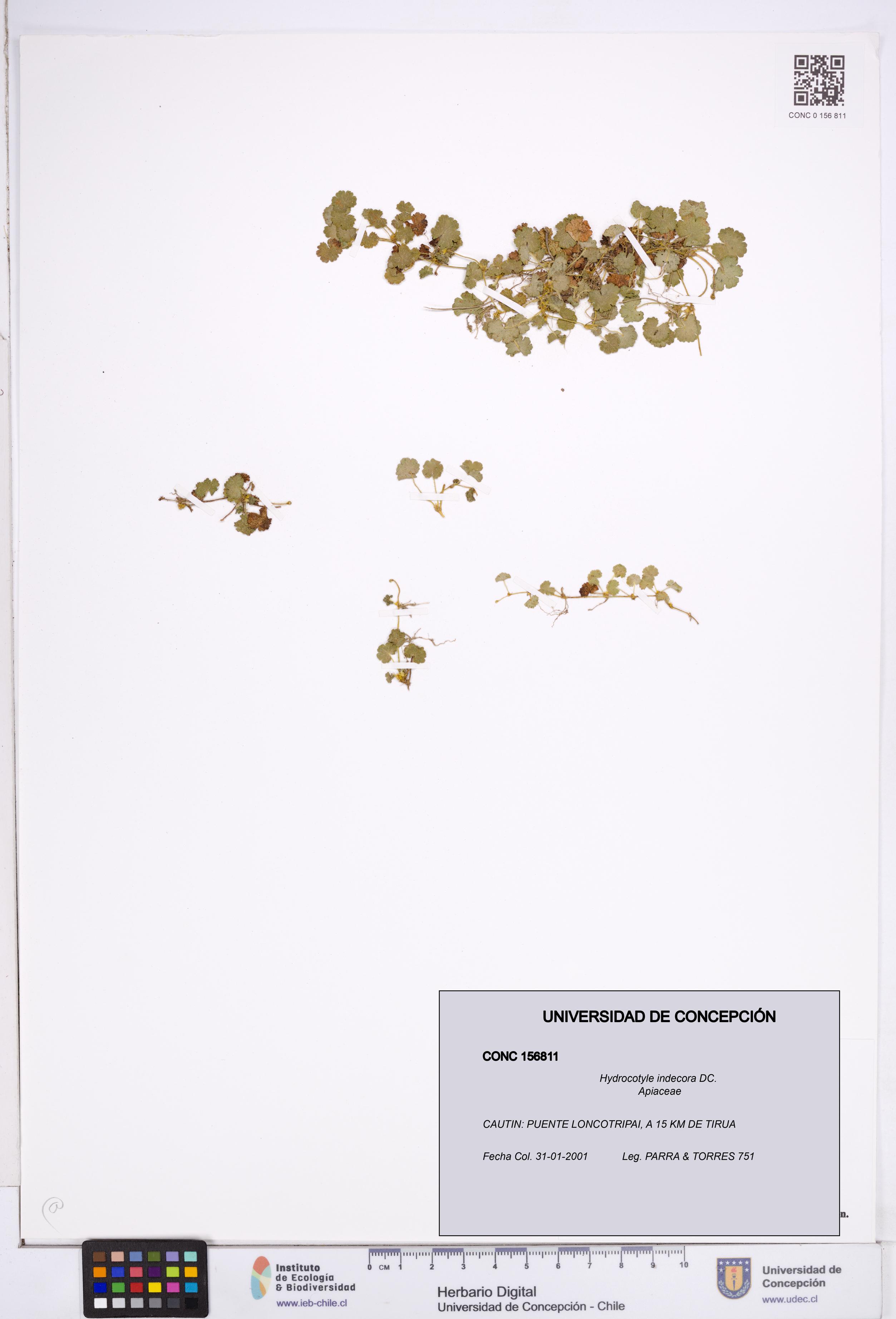 Hydrocotyle indecora [Espécimen: ]