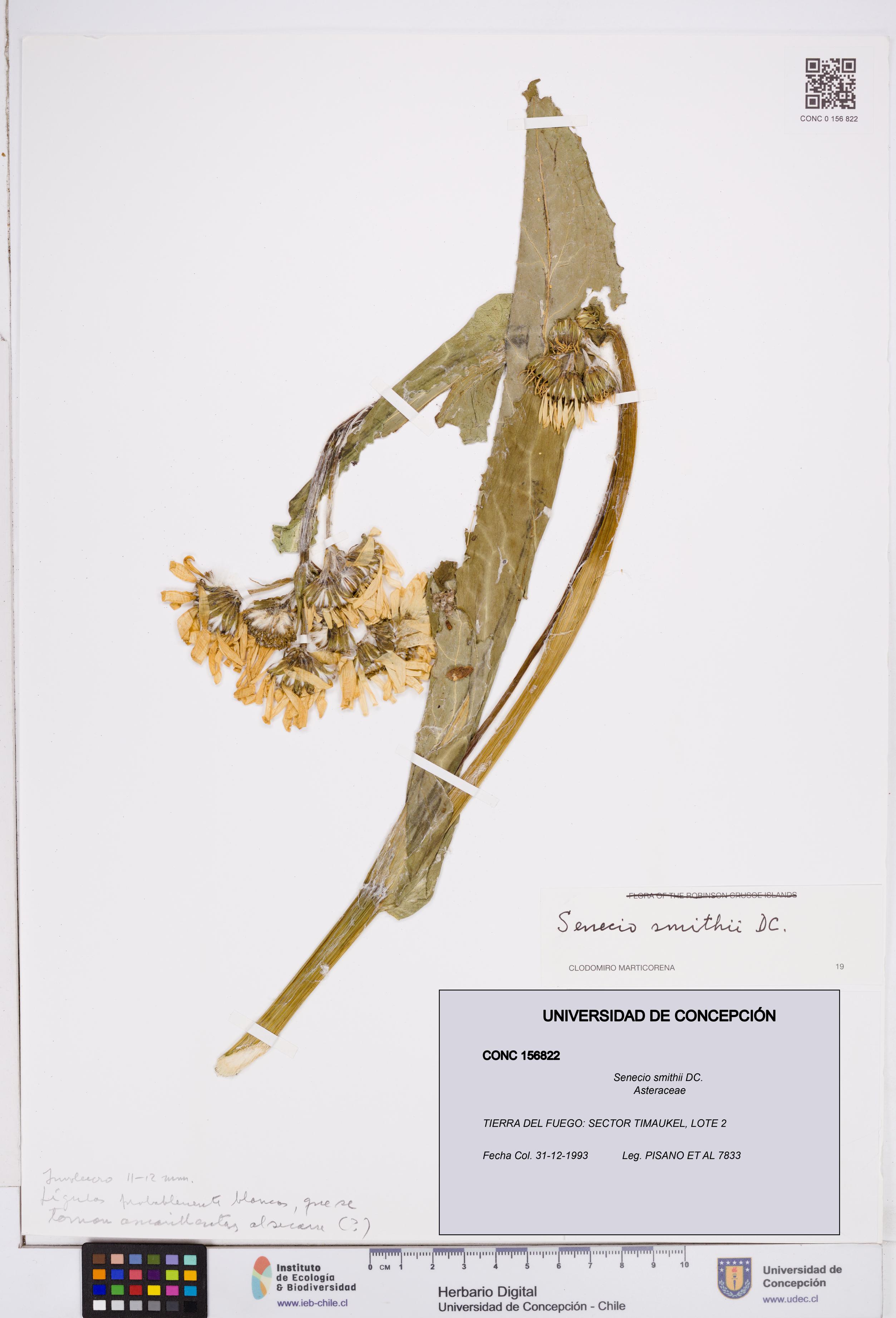 Senecio smithii [Espécimen: ]