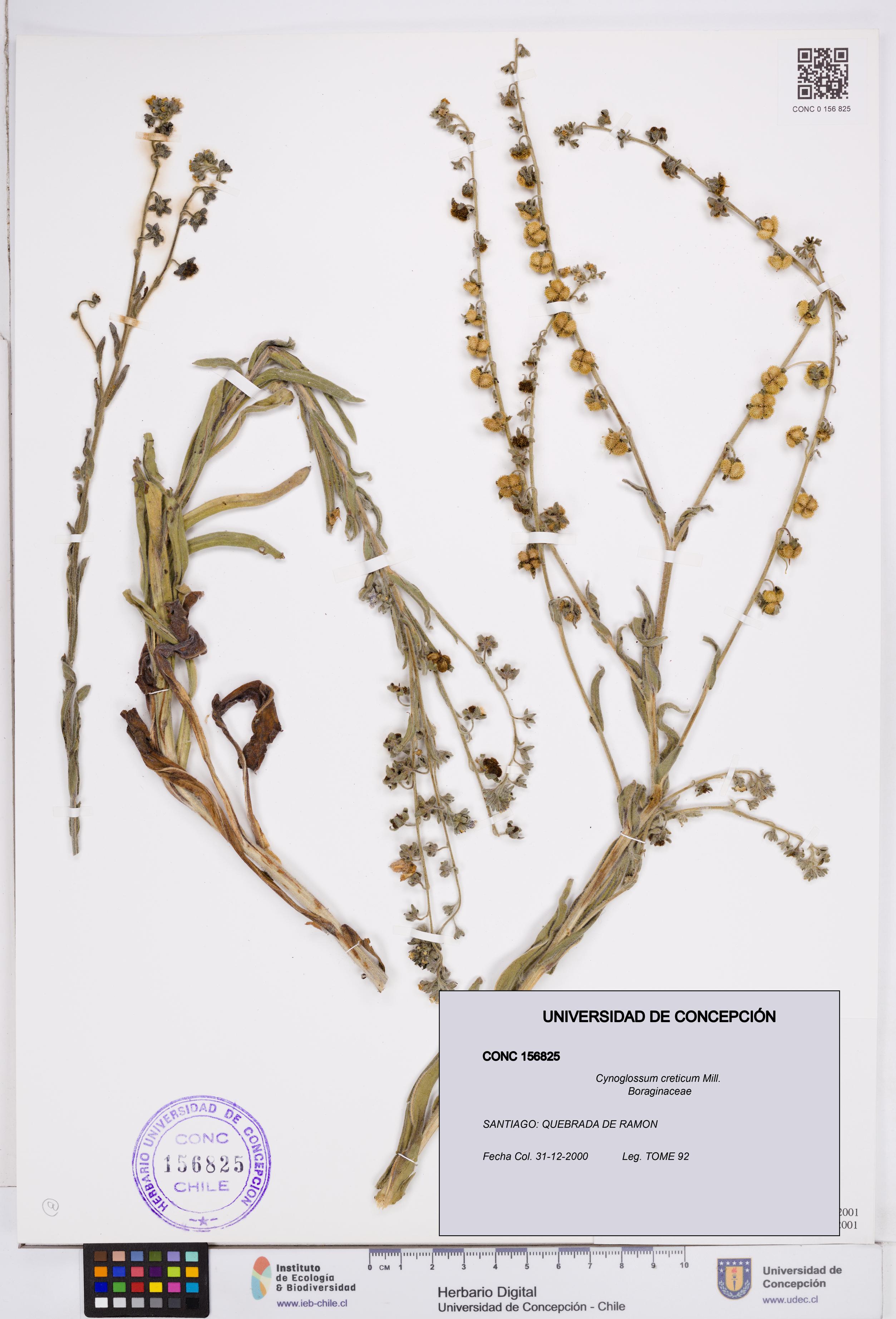Cynoglossum creticum [Espécimen: ]