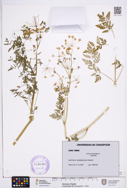 Conium maculatum [Espécimen: ]