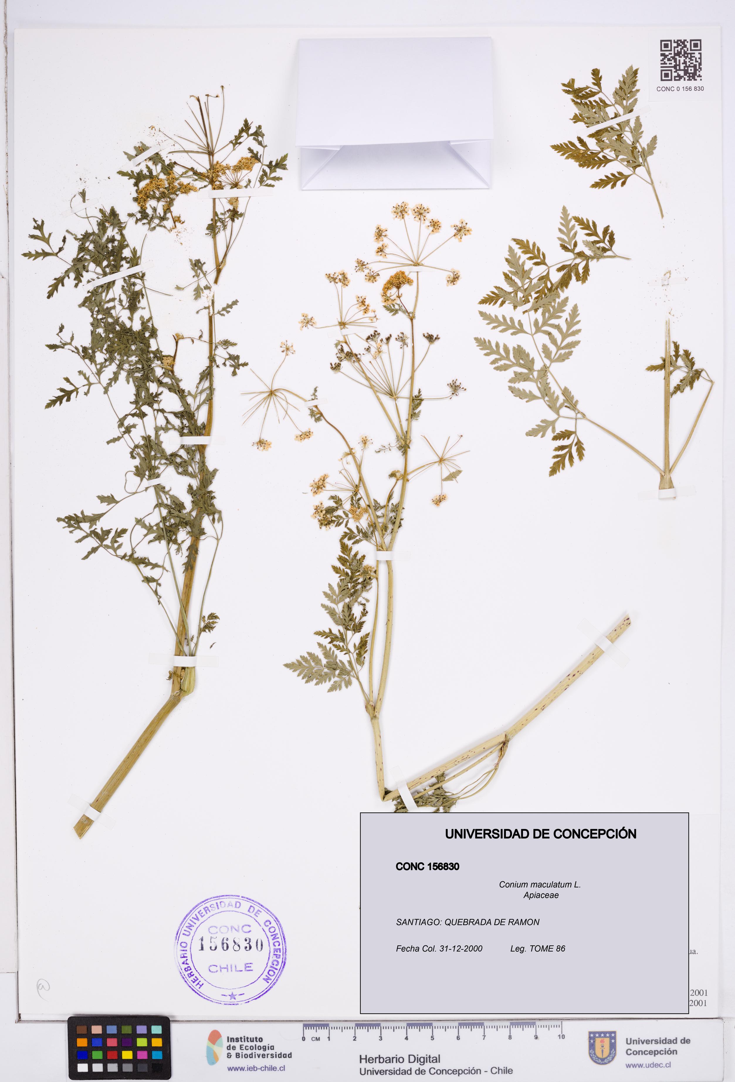 Conium maculatum [Espécimen: ]