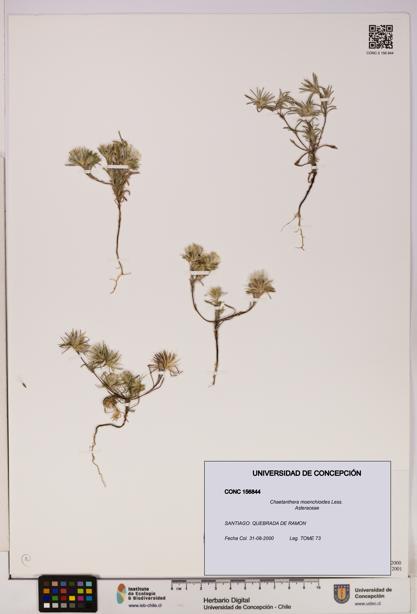 Chaetanthera moenchioides [Espécimen: UDEC:CONC:0156844]