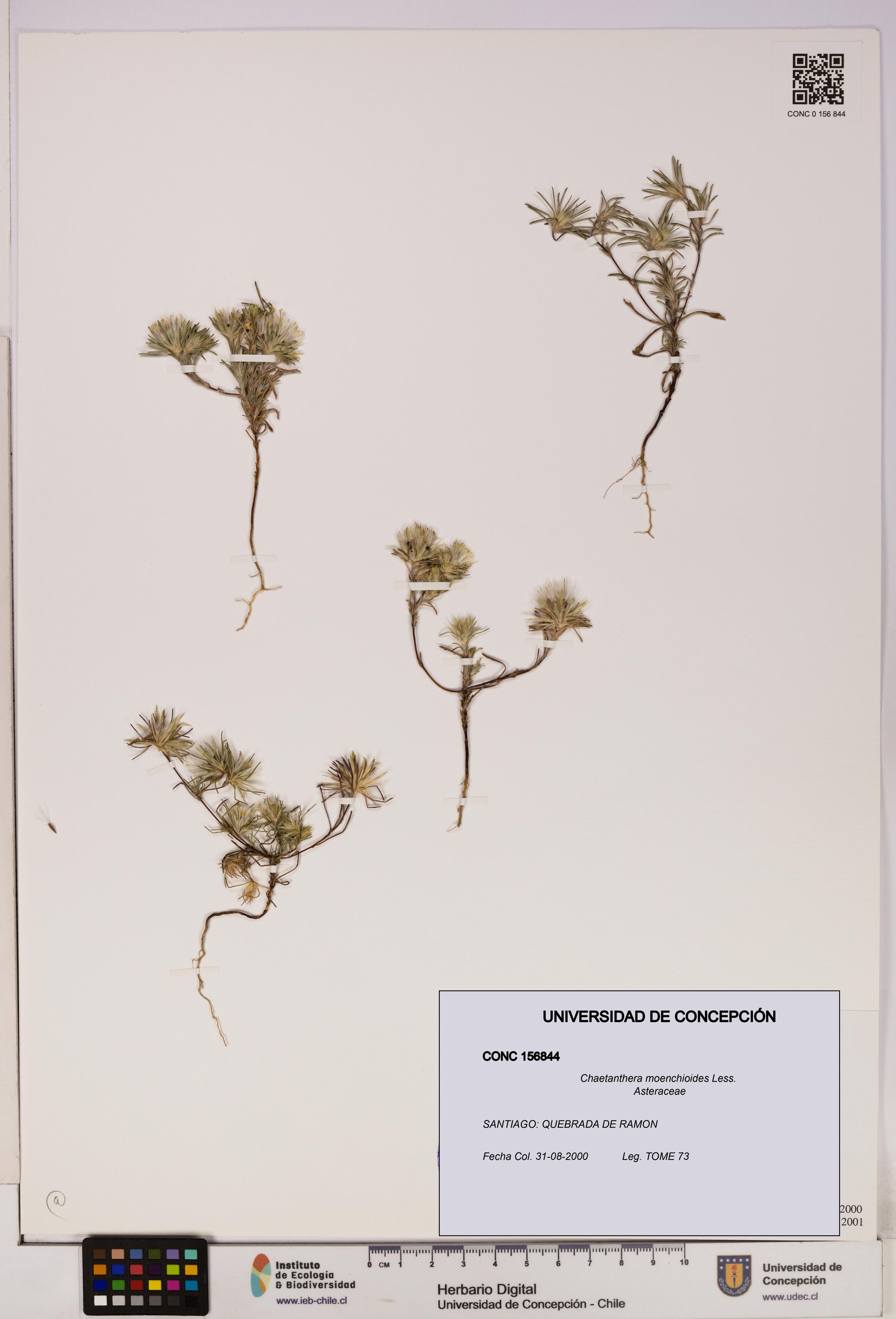 Chaetanthera moenchioides [Espécimen: UDEC:CONC:0156844]