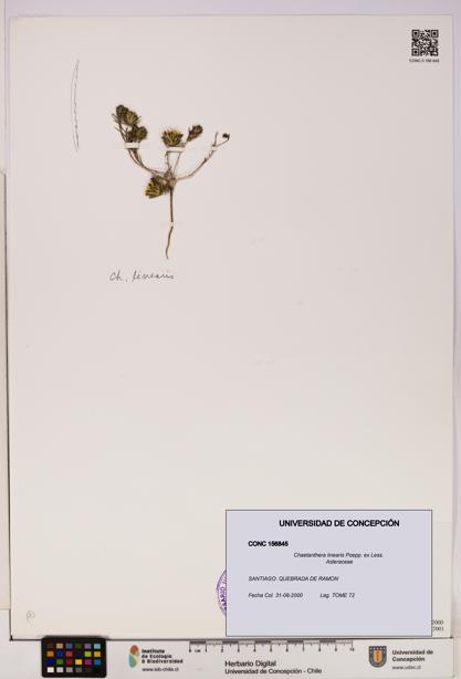 Chaetanthera linearis [Espécimen: UDEC:CONC:0156845]