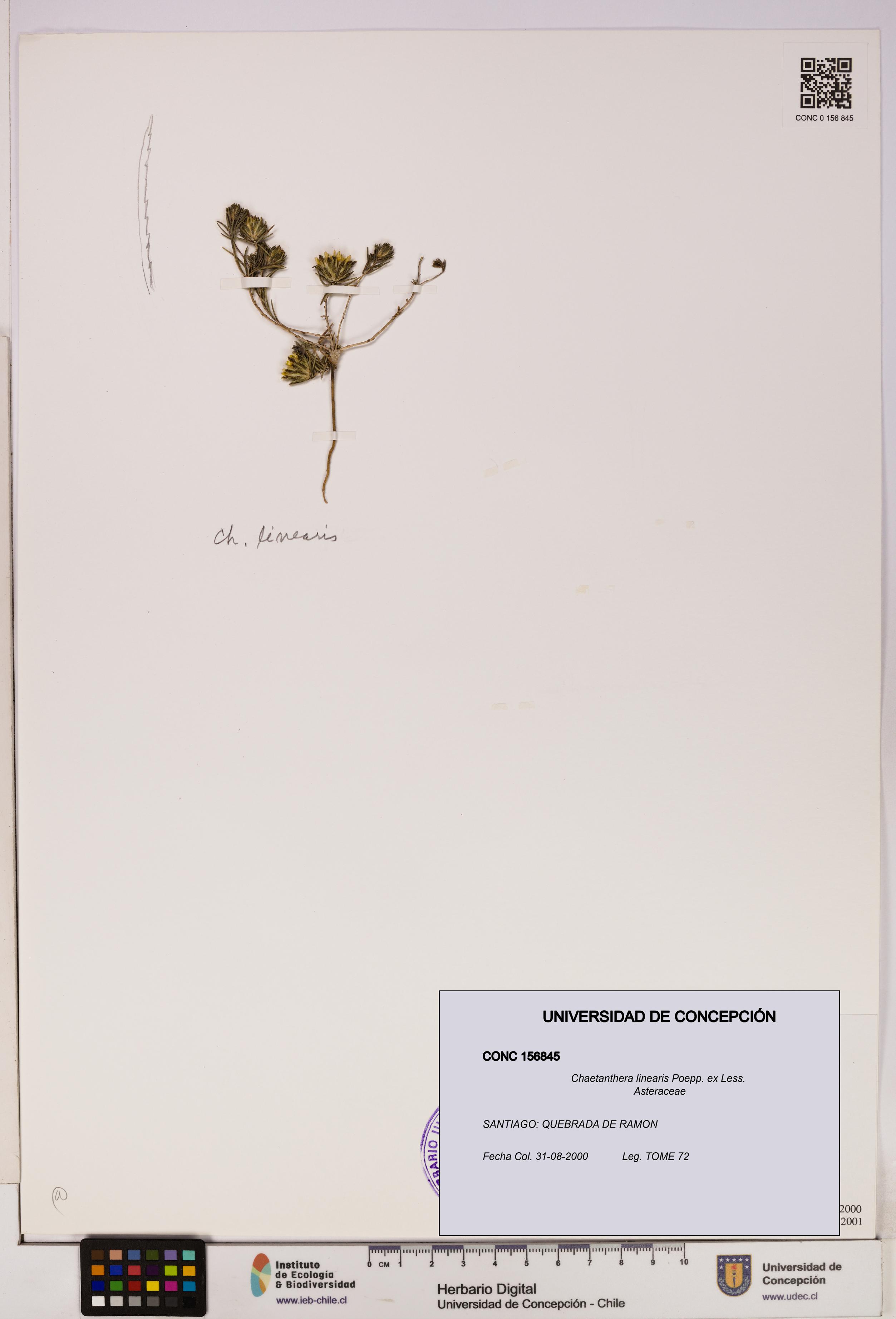 Chaetanthera linearis [Espécimen: UDEC:CONC:0156845]