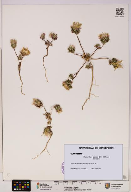 Chaetanthera glabrata [Espécimen: UDEC:CONC:0156846]