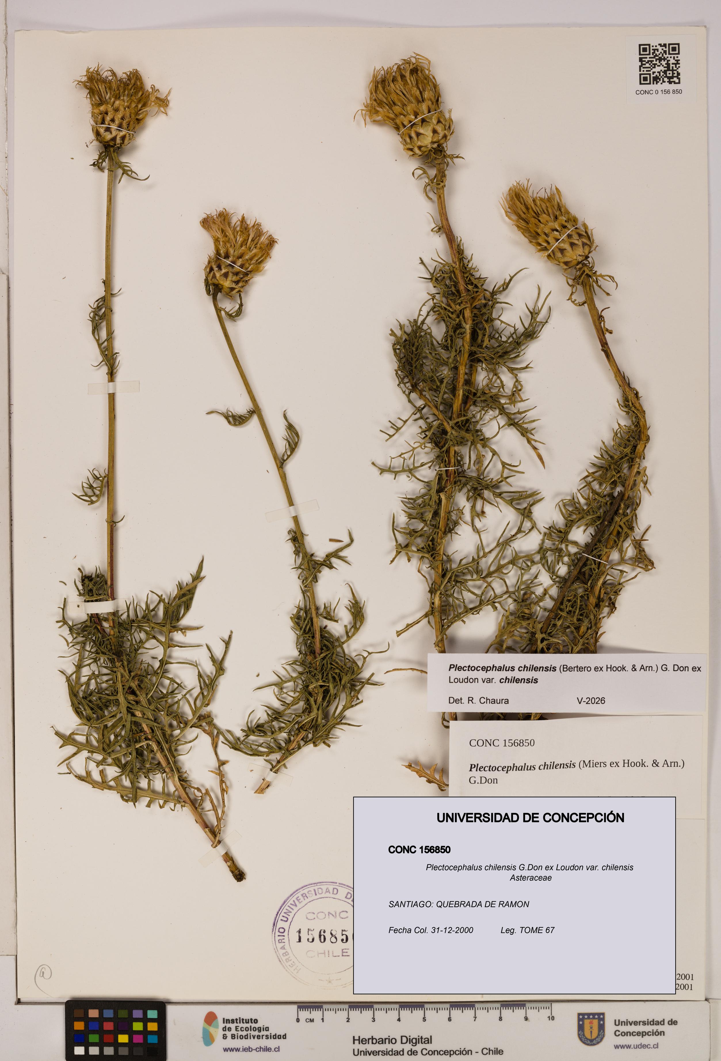 Plectocephalus chilensis [Espécimen: ]