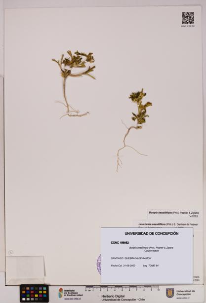 Boopis sessiliflora [Espécimen: UDEC:CONC:0156852]