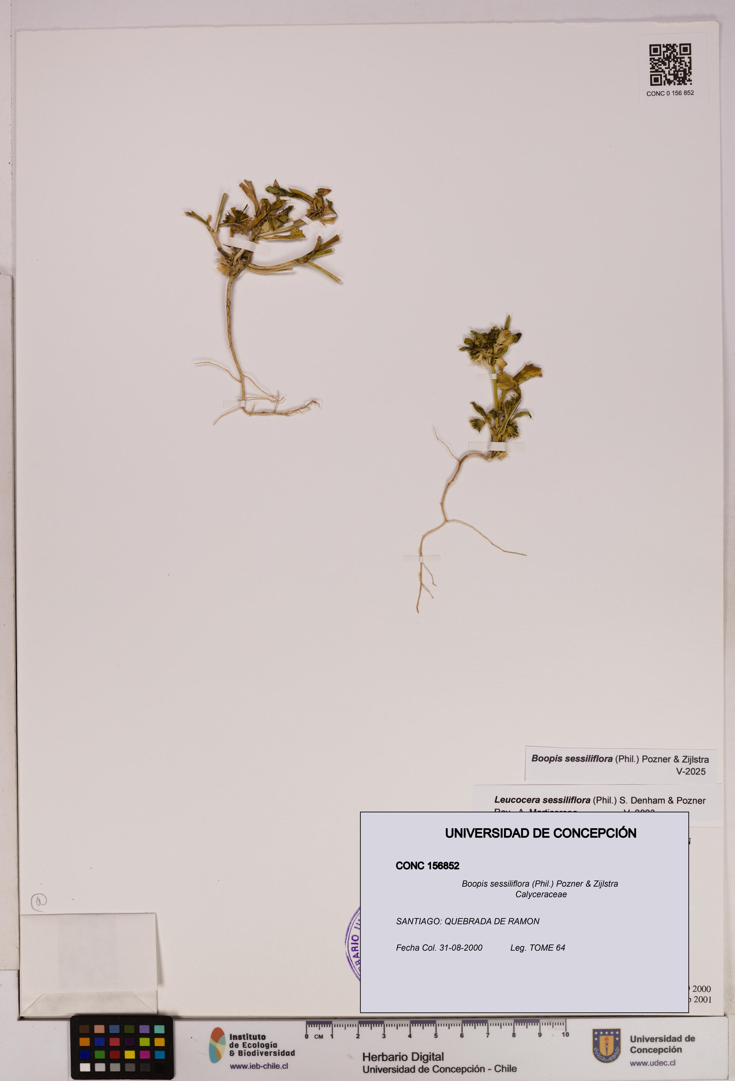 Boopis sessiliflora [Espécimen: UDEC:CONC:0156852]