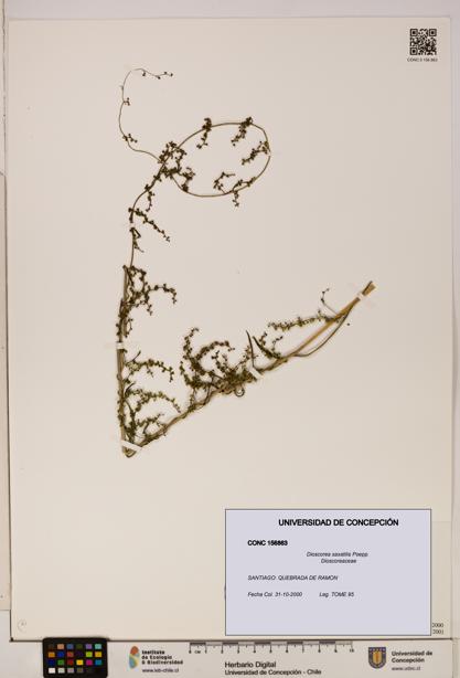 Dioscorea saxatilis [Espécimen: ]