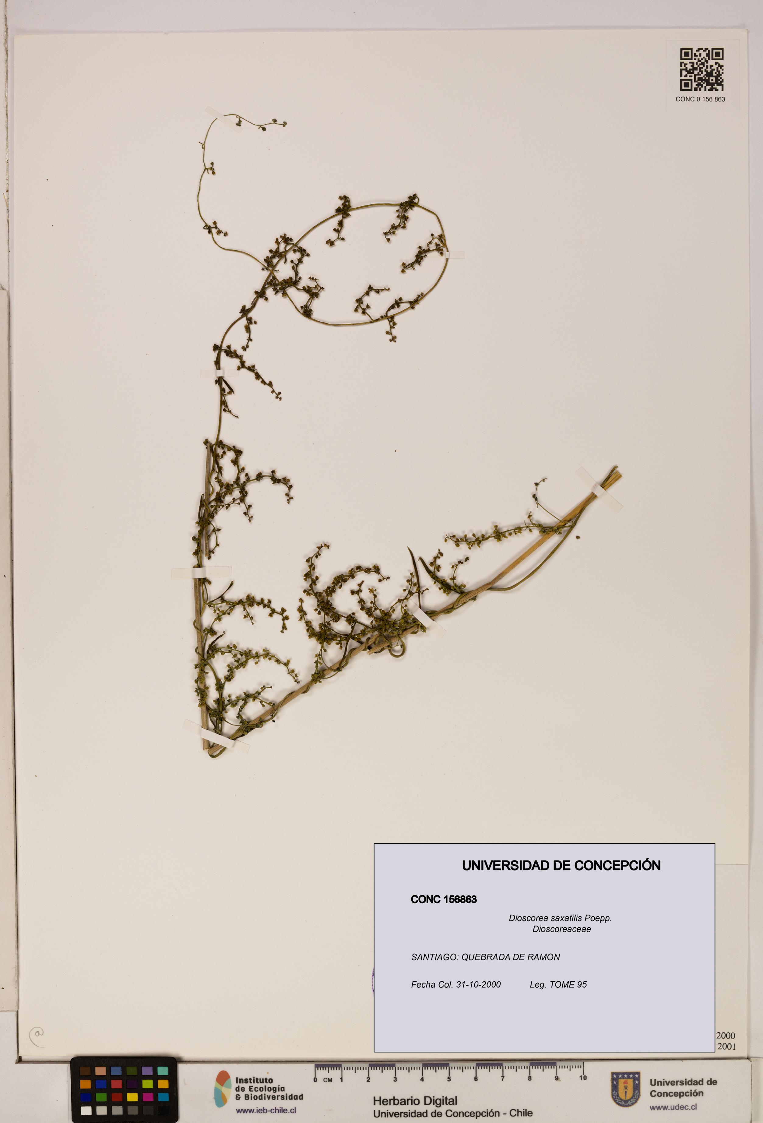Dioscorea saxatilis [Espécimen: ]