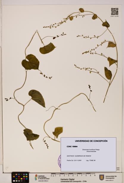 Dioscorea humifusa [Espécimen: ]