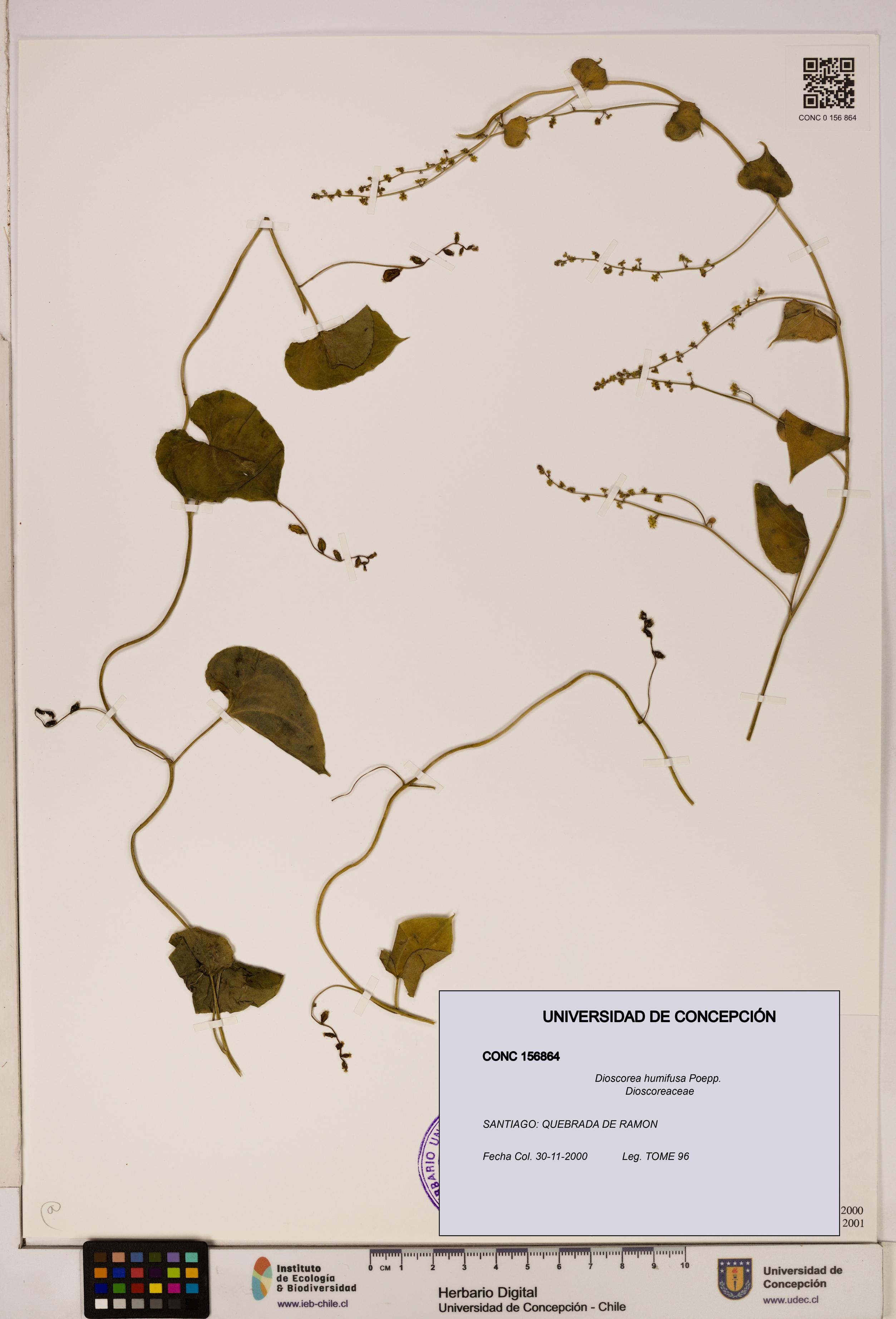 Dioscorea humifusa [Espécimen: ]