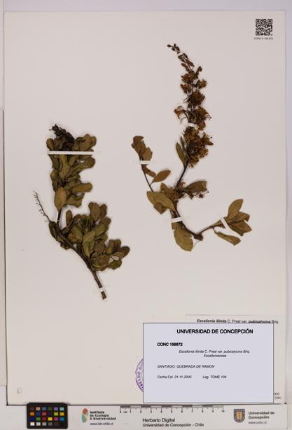 Escallonia illinita [Espécimen: UDEC:CONC:0156872]