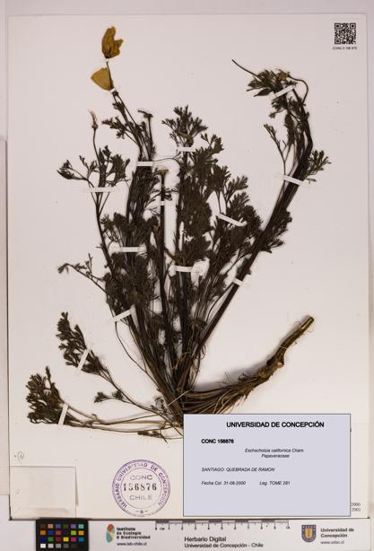 Eschscholzia californica [Espécimen: UDEC:CONC:0156876]