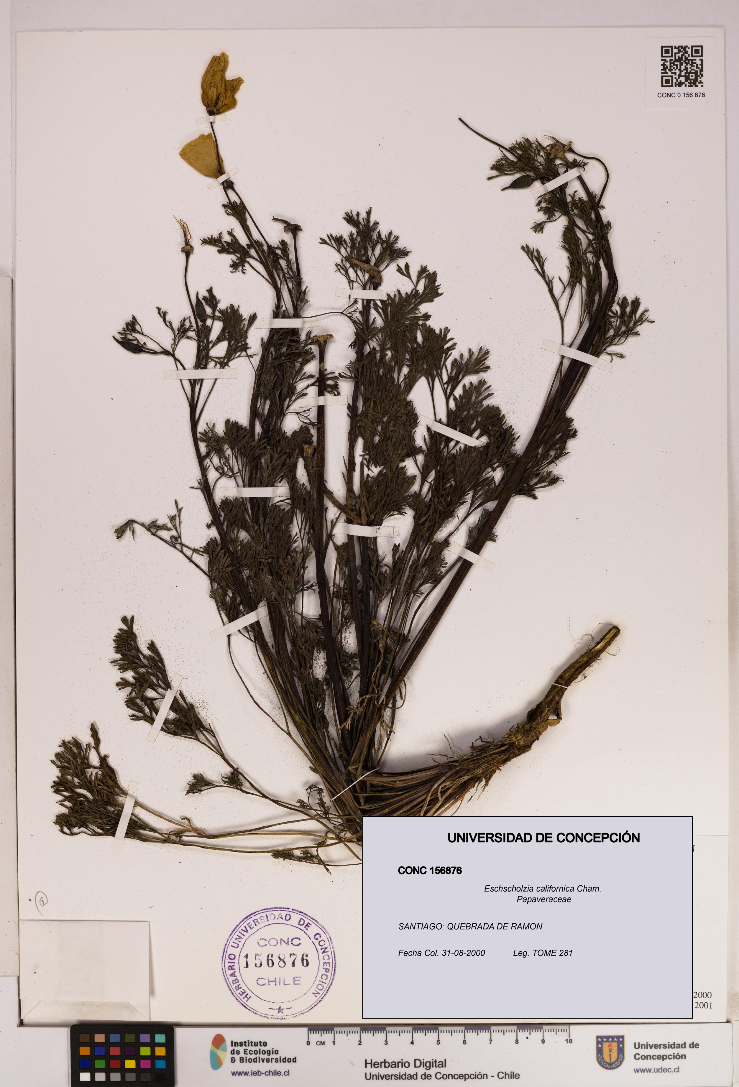 Eschscholzia californica [Espécimen: UDEC:CONC:0156876]