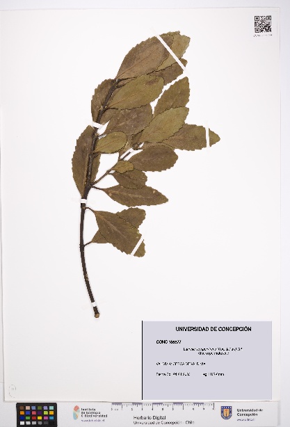 Laurelia sempervirens [Espécimen: UDEC:CONC:0156877]