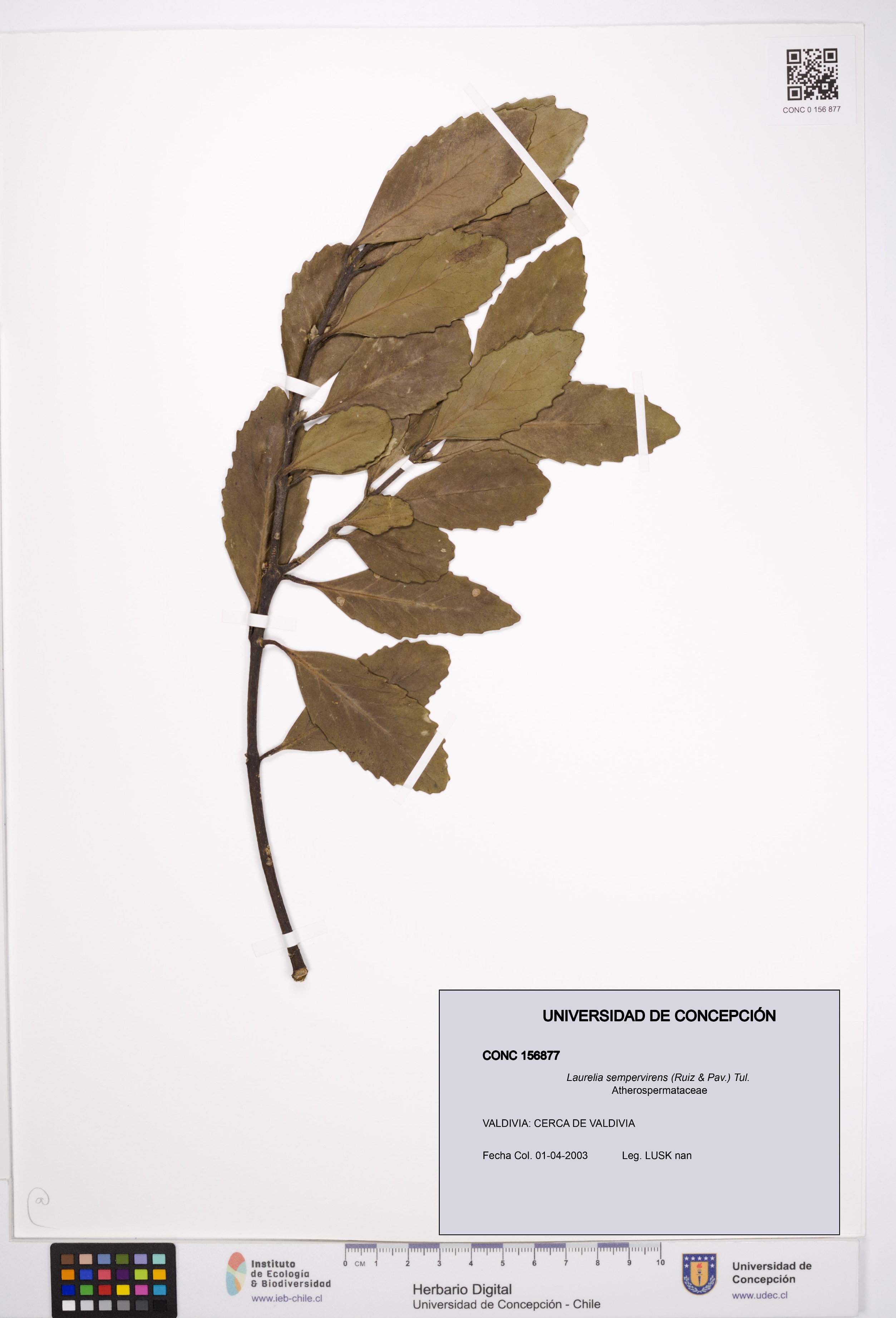 Laurelia sempervirens [Espécimen: UDEC:CONC:0156877]