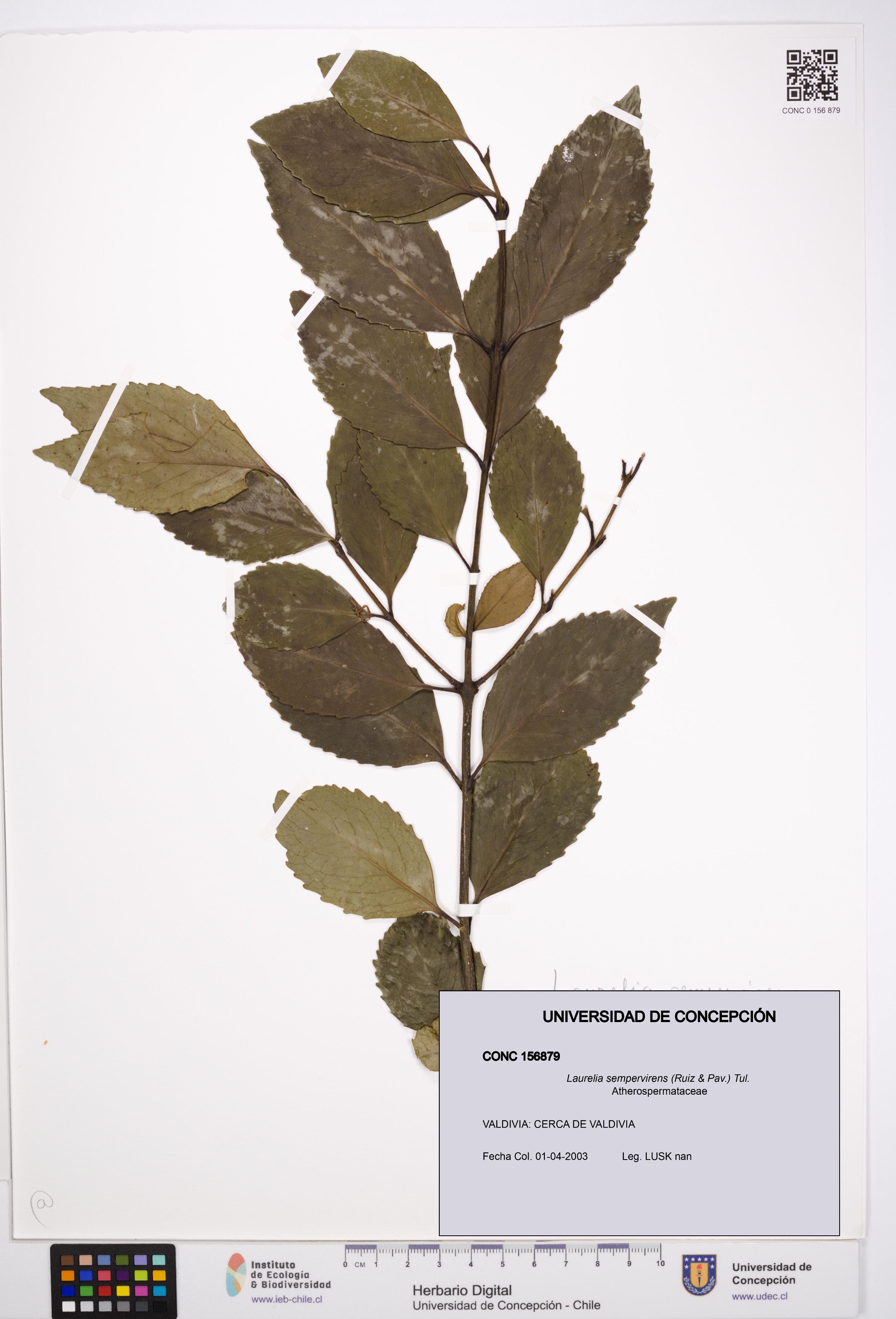 Laurelia sempervirens [Espécimen: UDEC:CONC:0156879]