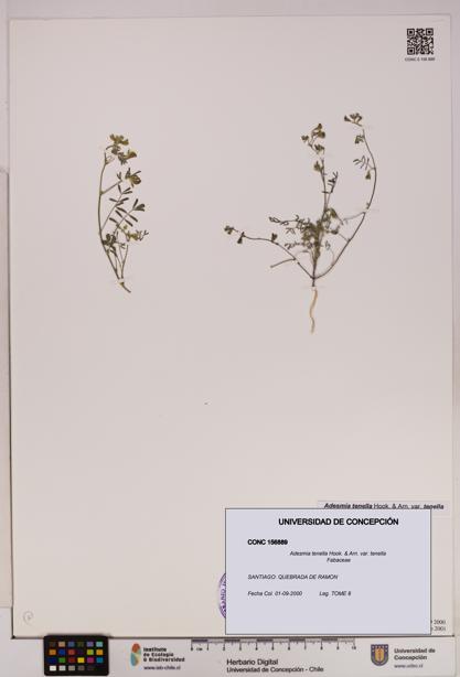 Adesmia tenella var. tenella [Espécimen: UDEC:CONC:0156889]