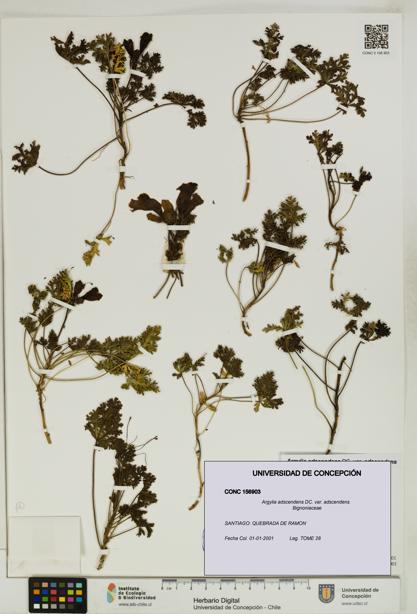Argylia adscendens [Espécimen: UDEC:CONC:0156903]