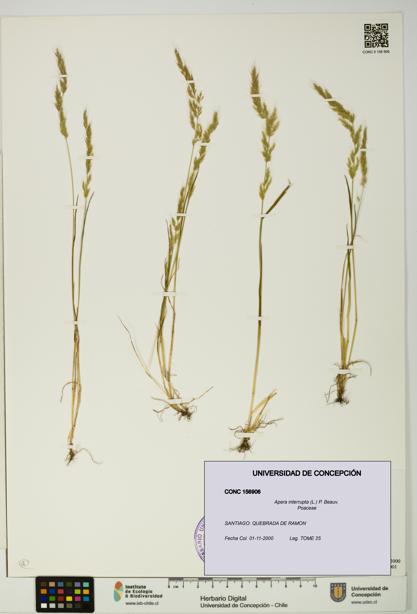 Apera interrupta [Espécimen: UDEC:CONC:0156906]